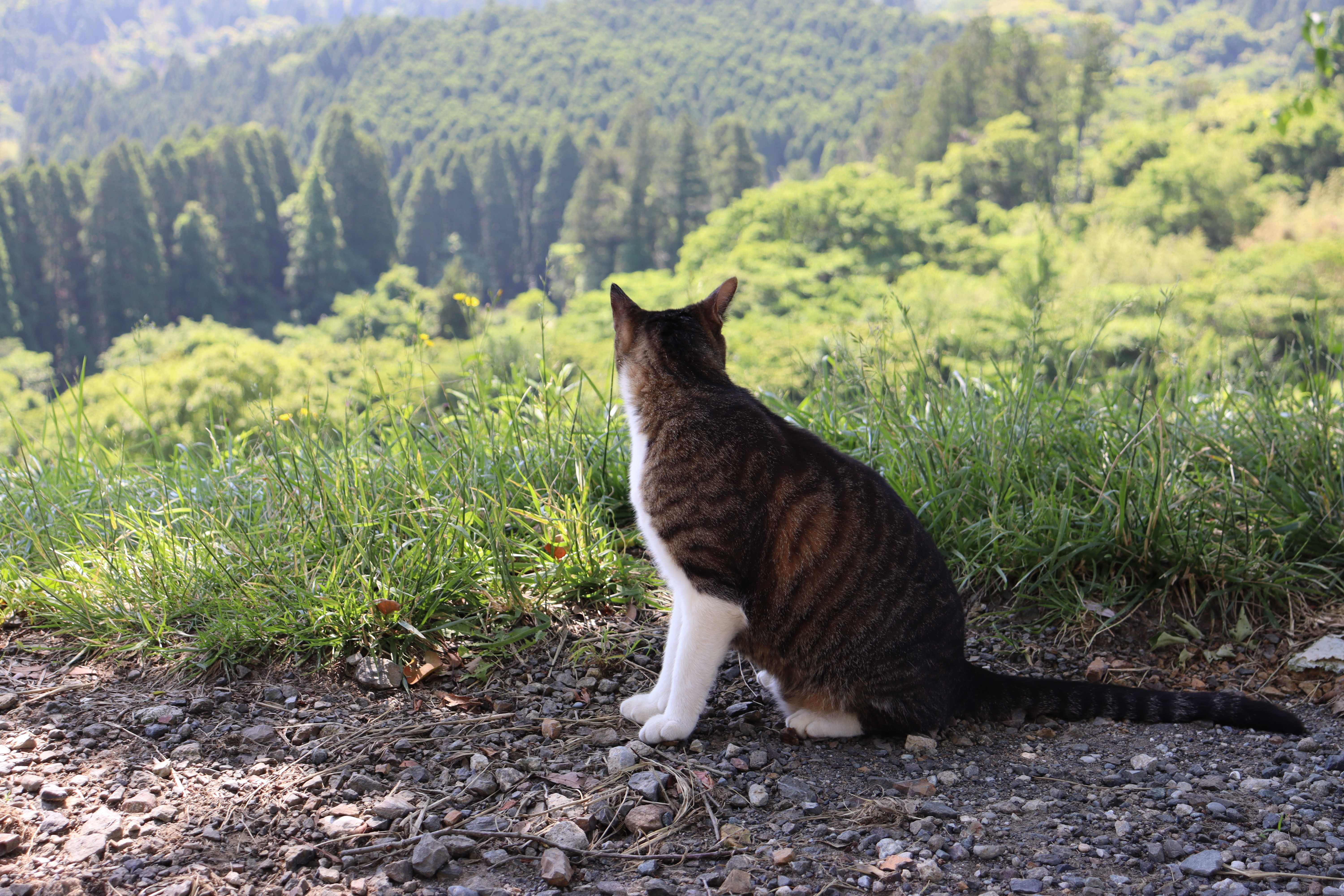 保護猫の「棚田　米〈たなだまい〉ちゃん」（猫）です
