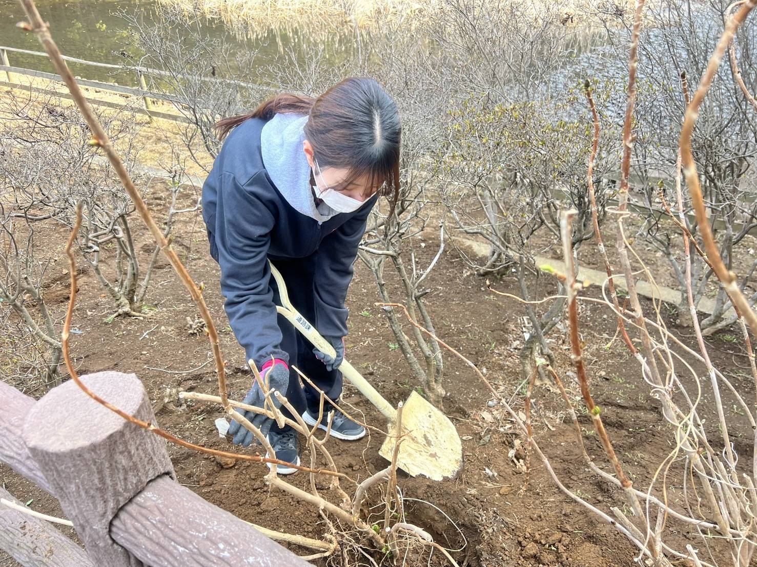 アジサイの苗を入れて