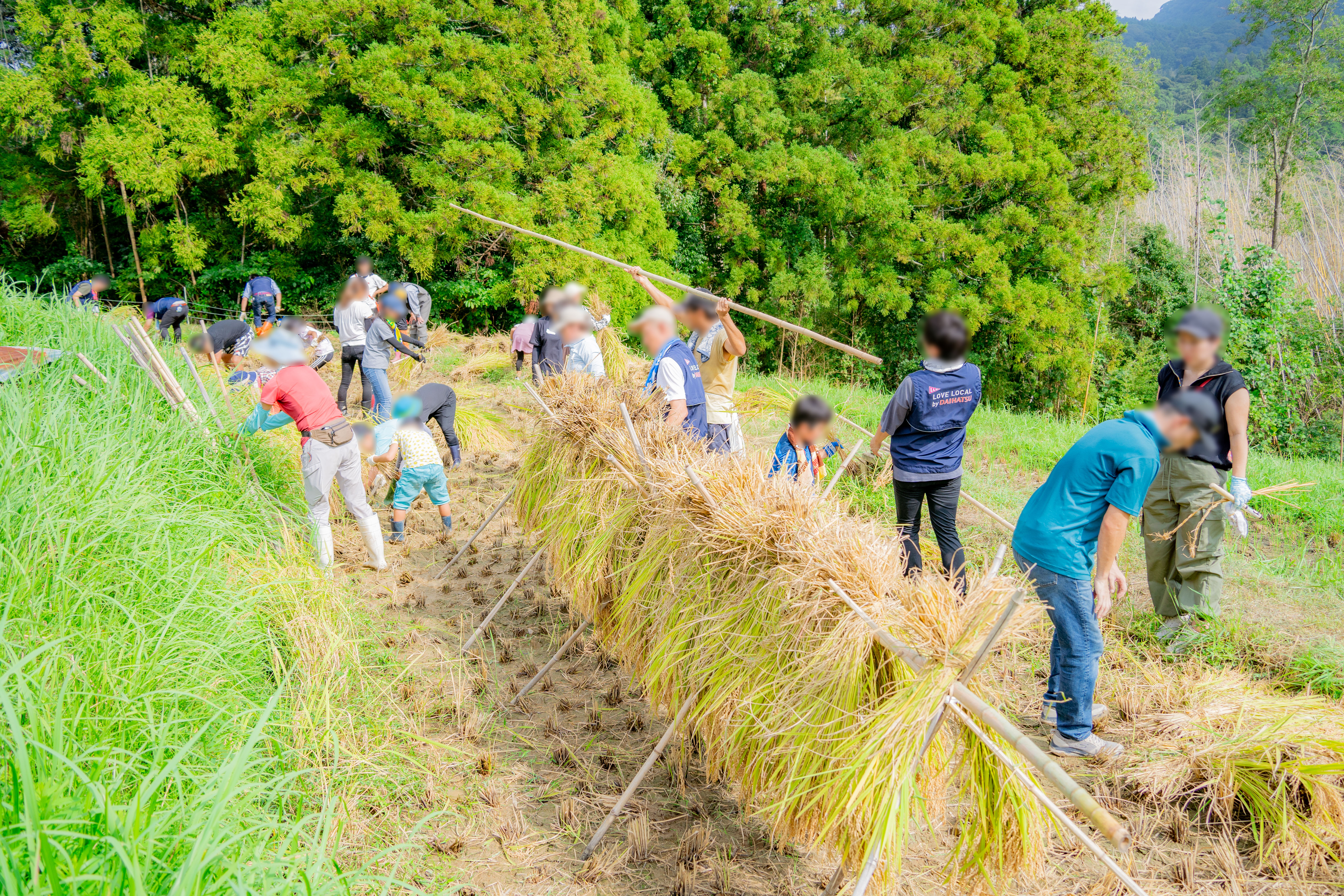 竹の竿に掛ける“ハサ掛け”を行い、天日干しをします!