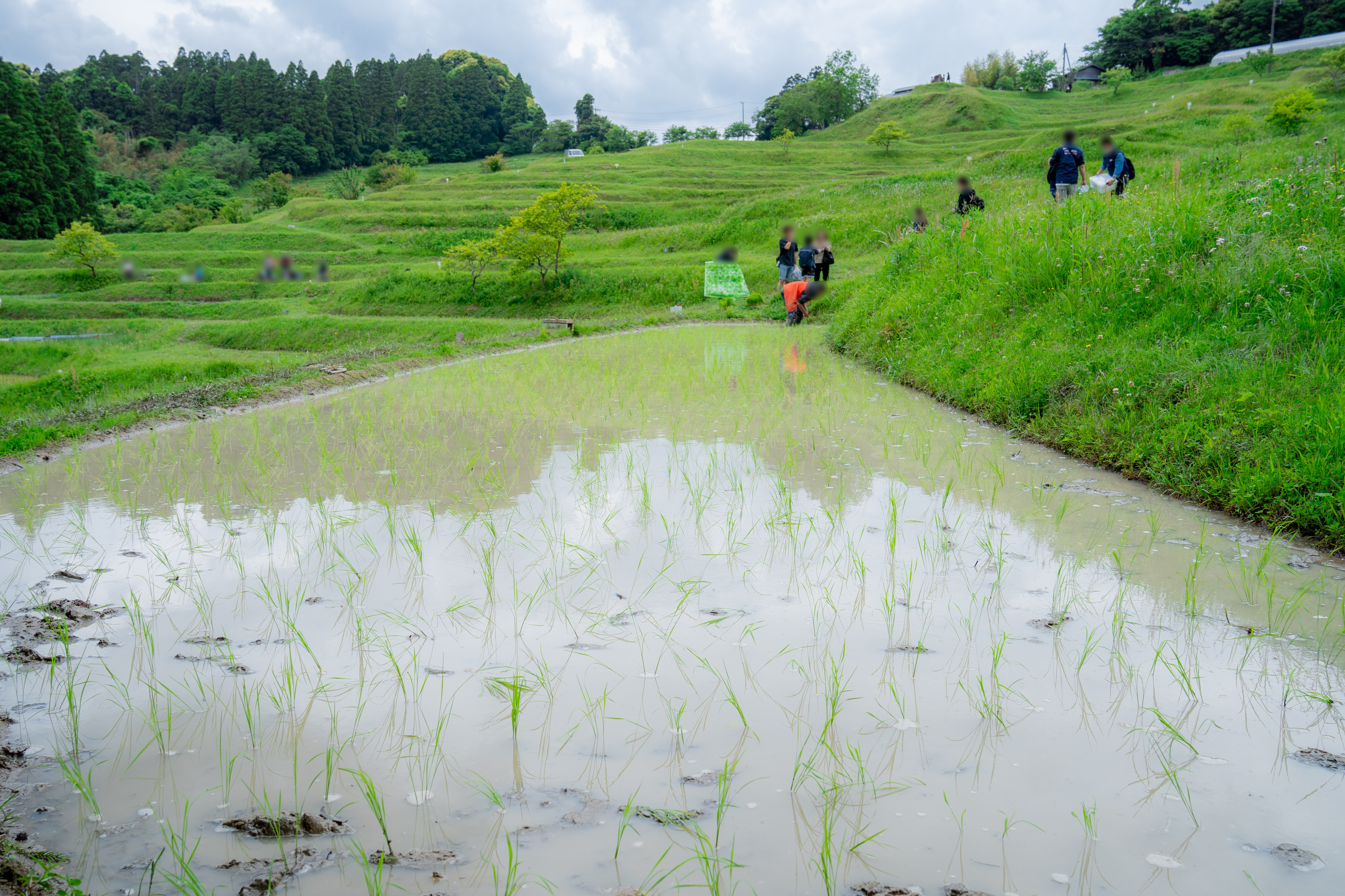 before（5月 田植え後の様子）