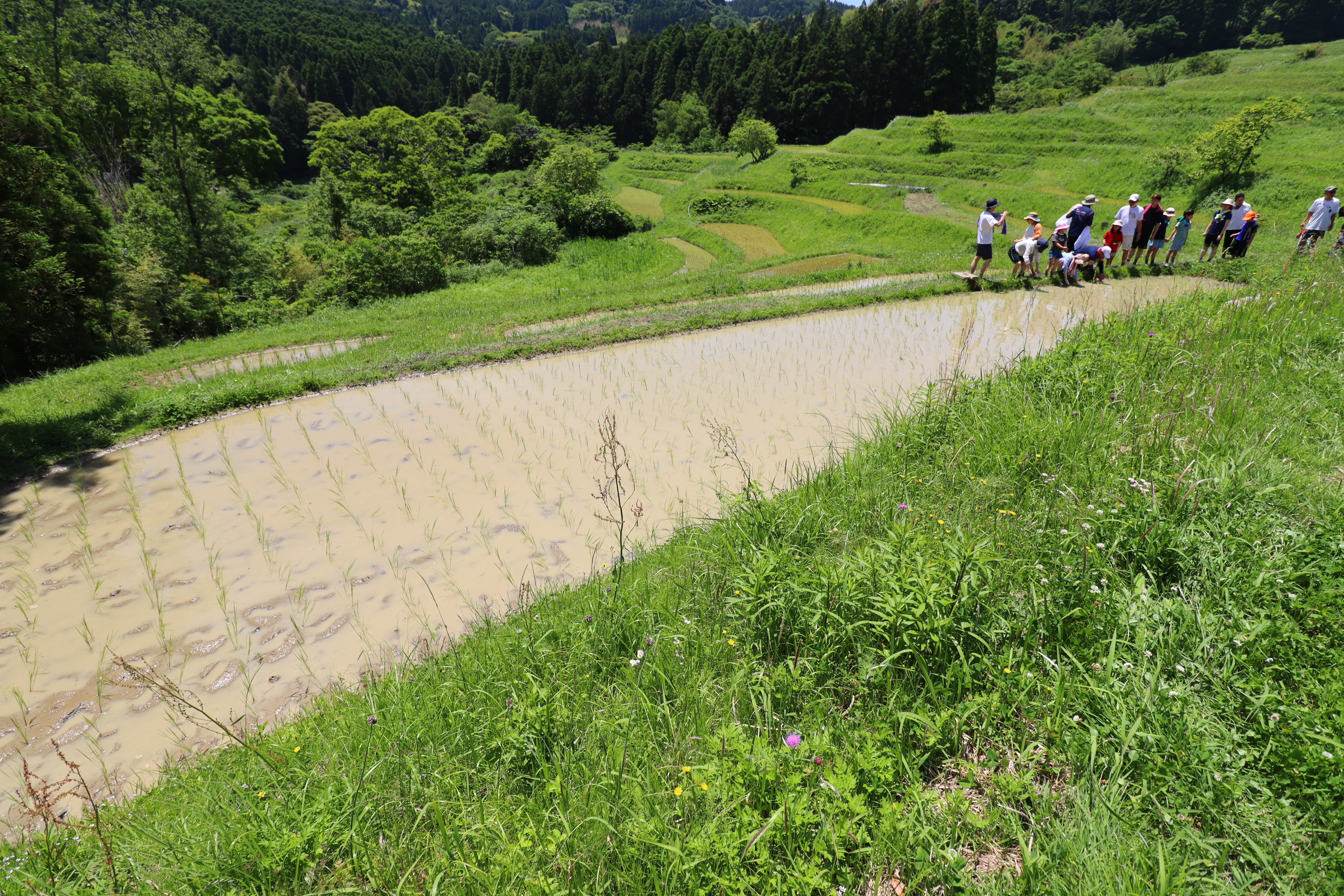 After　田植え後の様子