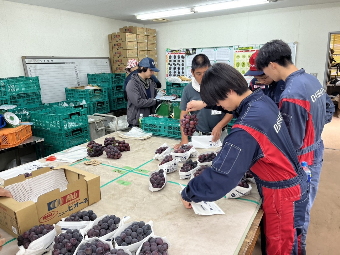 粒の大きなぶどうが収穫できています