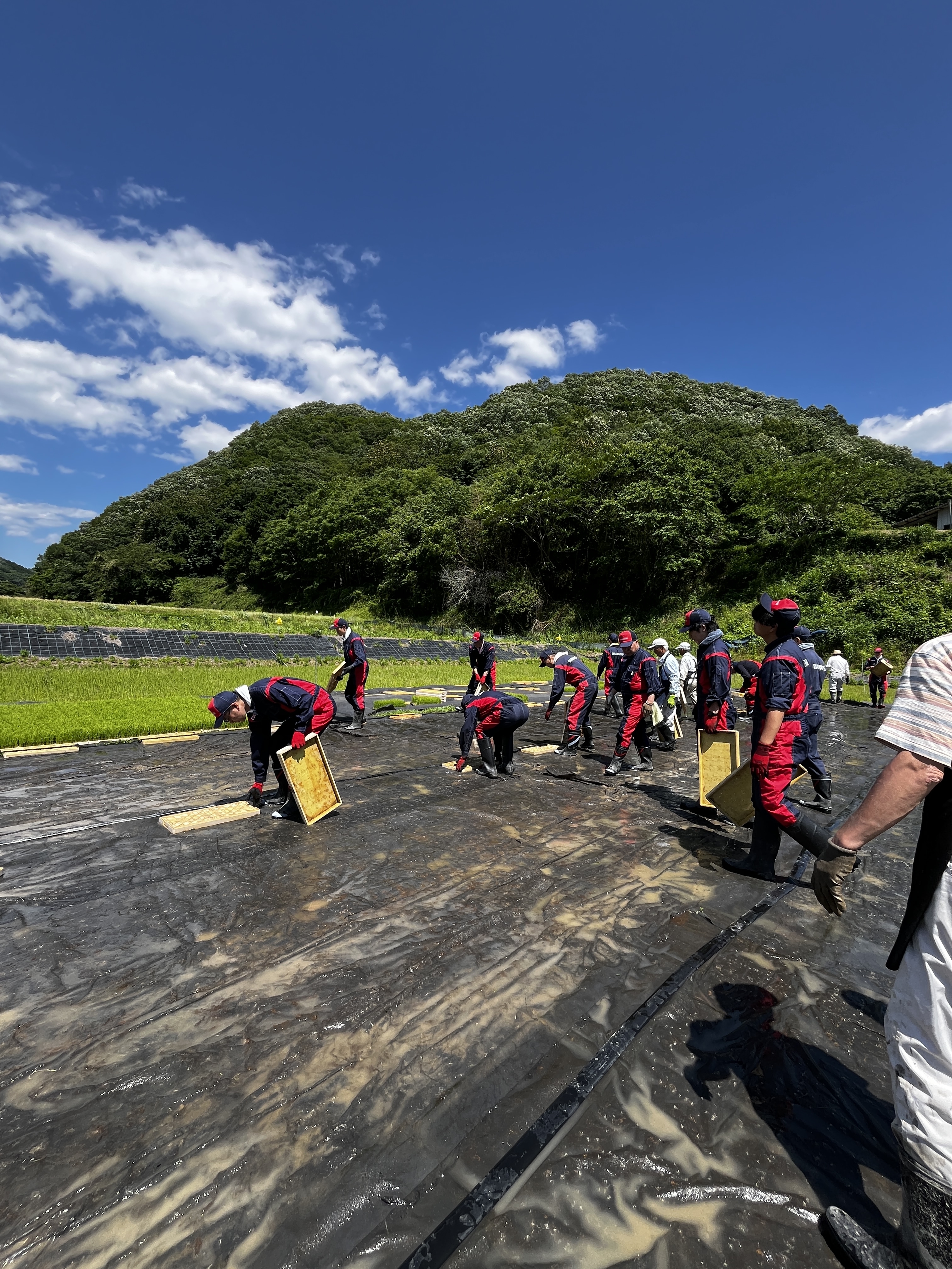 重しにしていた空の苗箱を片付けて圃場に敷いていたマットを丸めていきます