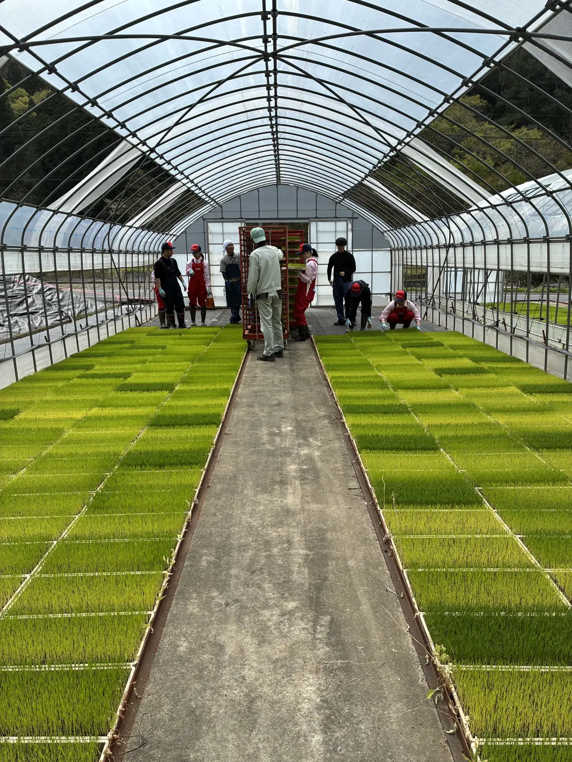 全て並べると緑のじゅうたんがきれいです