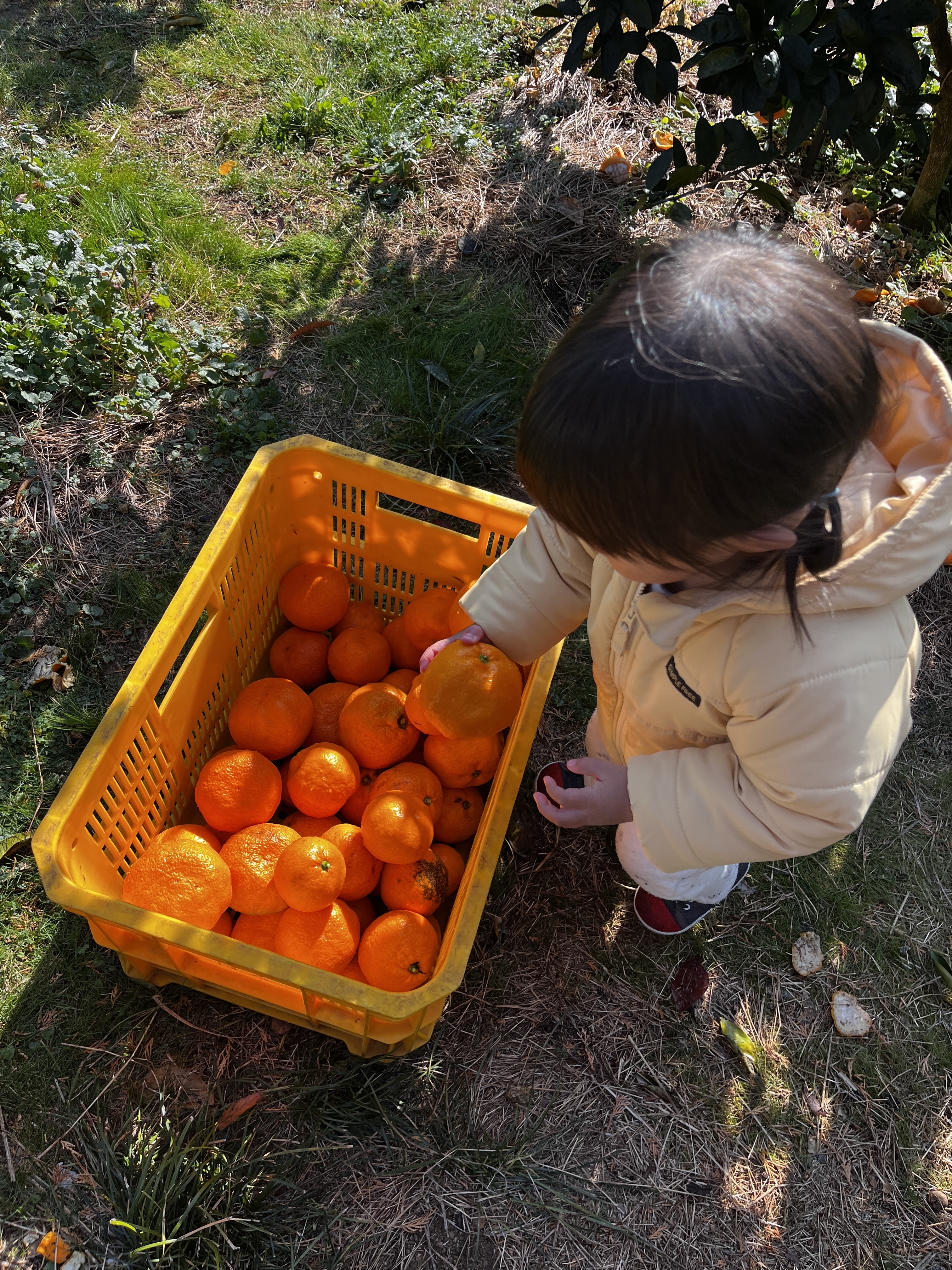 みかんをコンテナに運ぶお手伝い