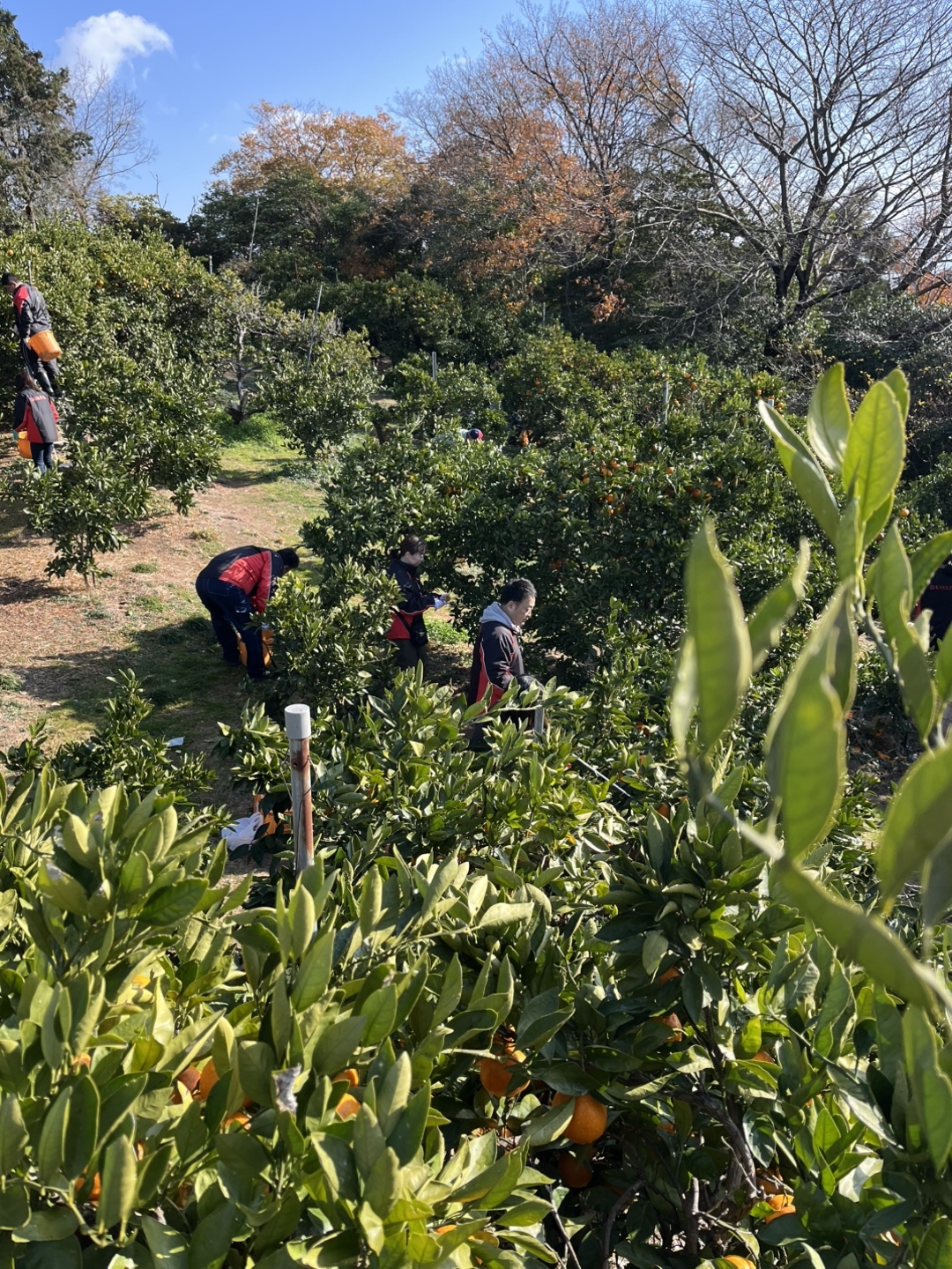 てんでバラバラに分かれて作業します
