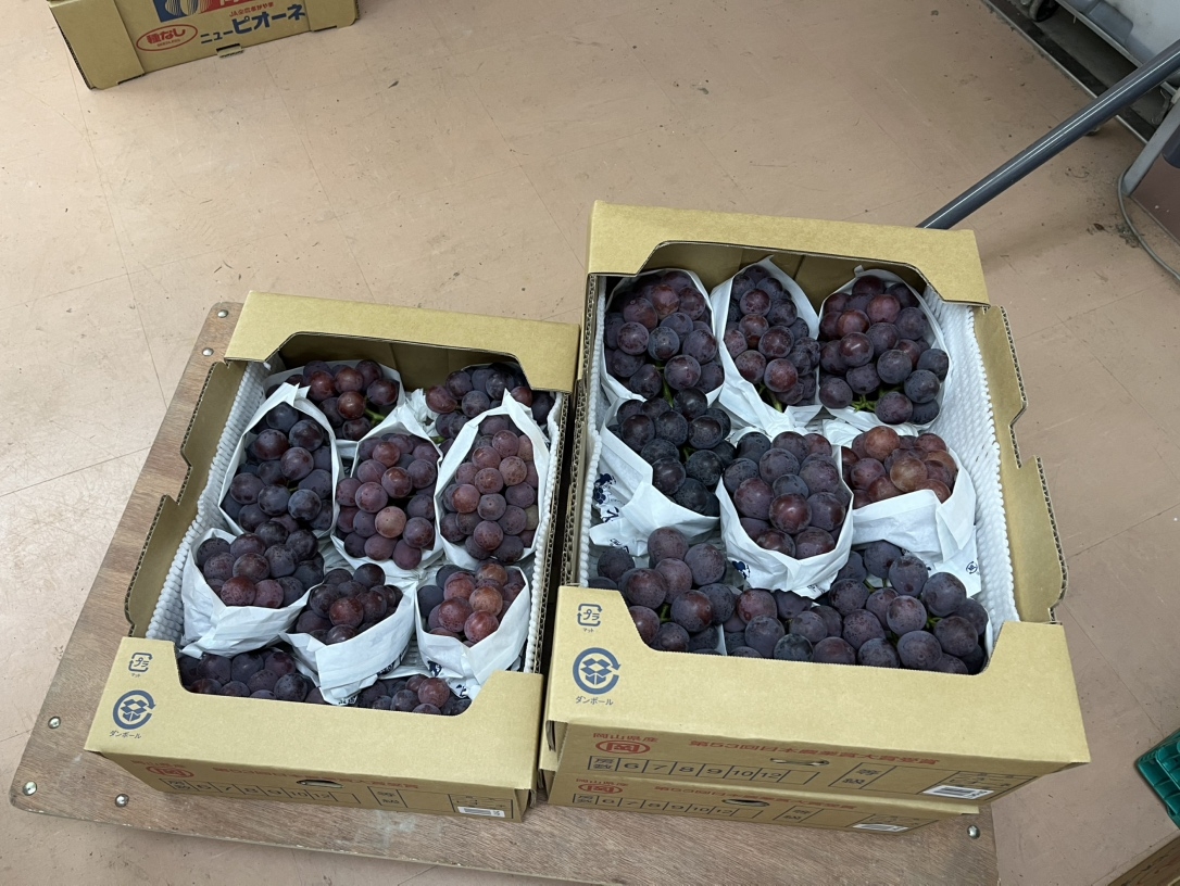 ピオーネです。めっちゃ甘いんですよ!
