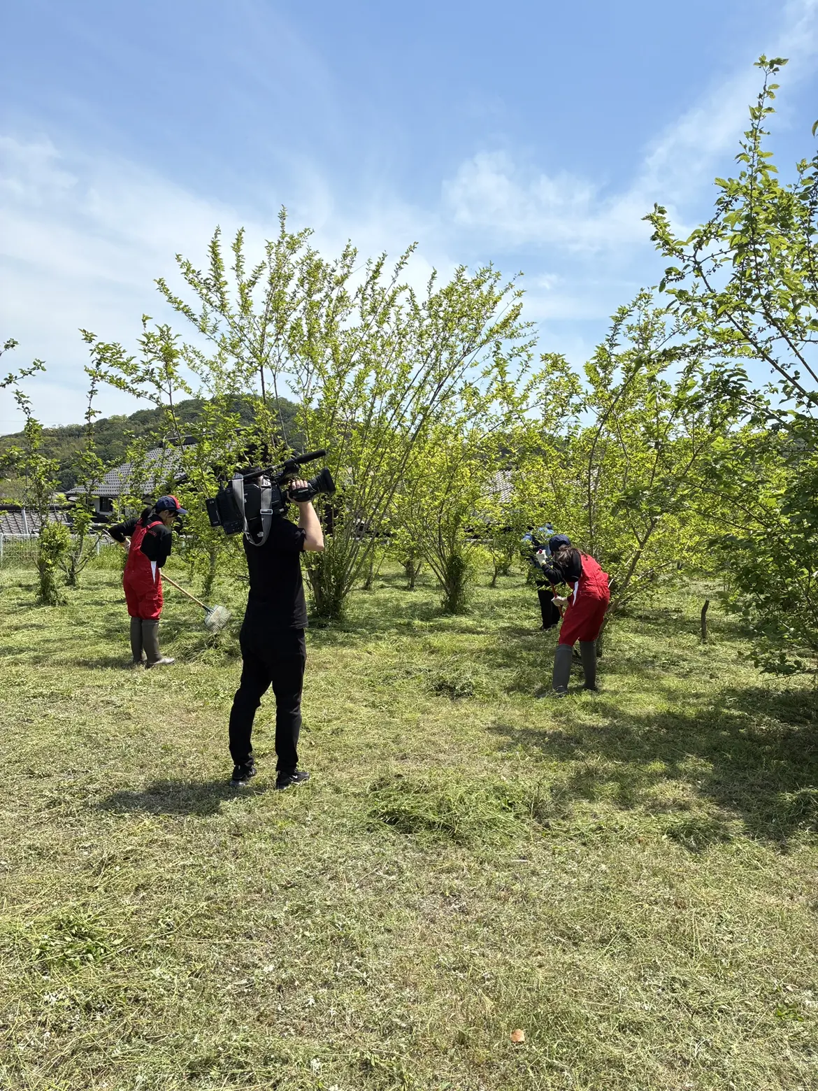 草を集めて乾かして