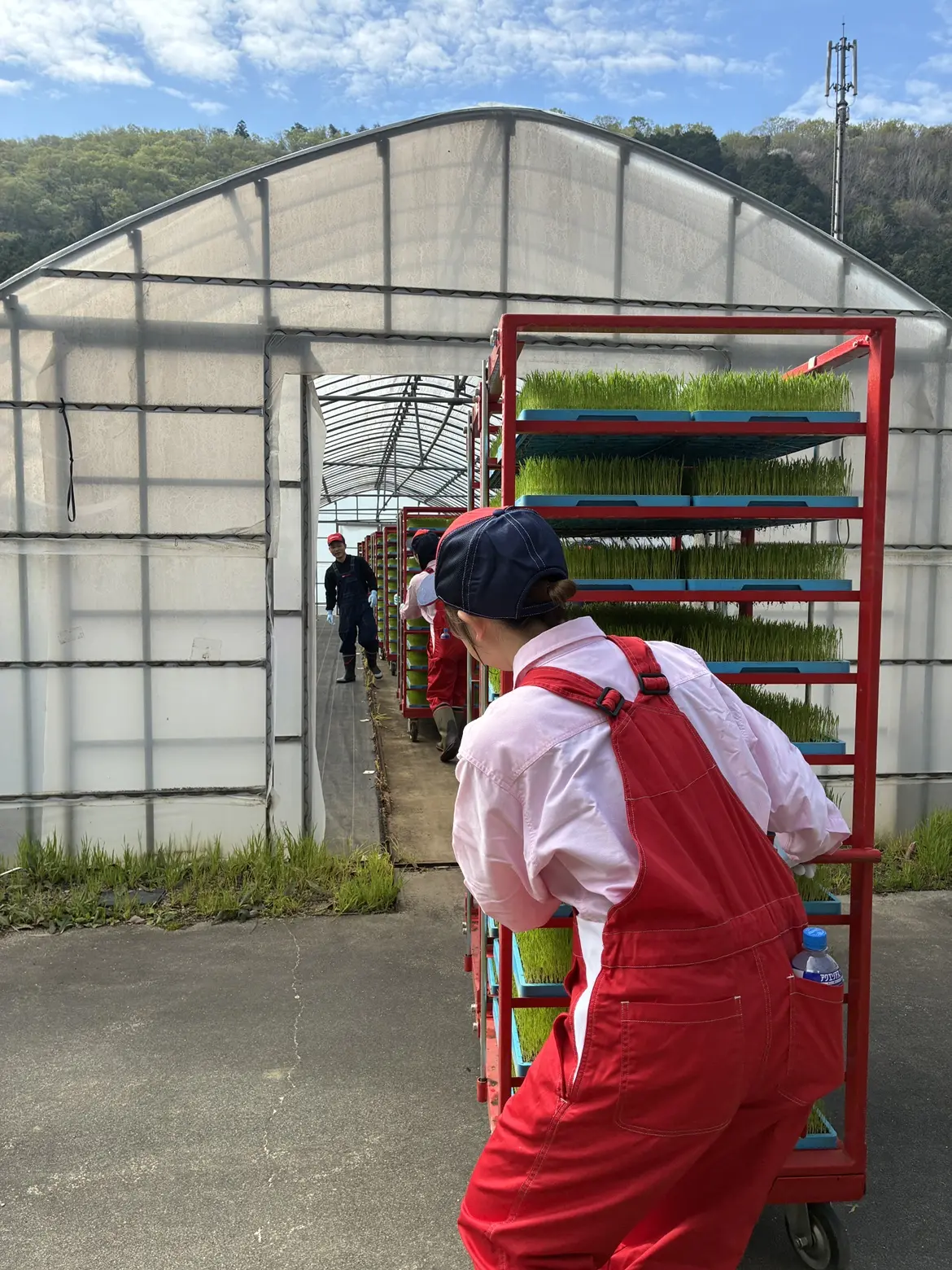 まずはビニールハウスに入れておきます