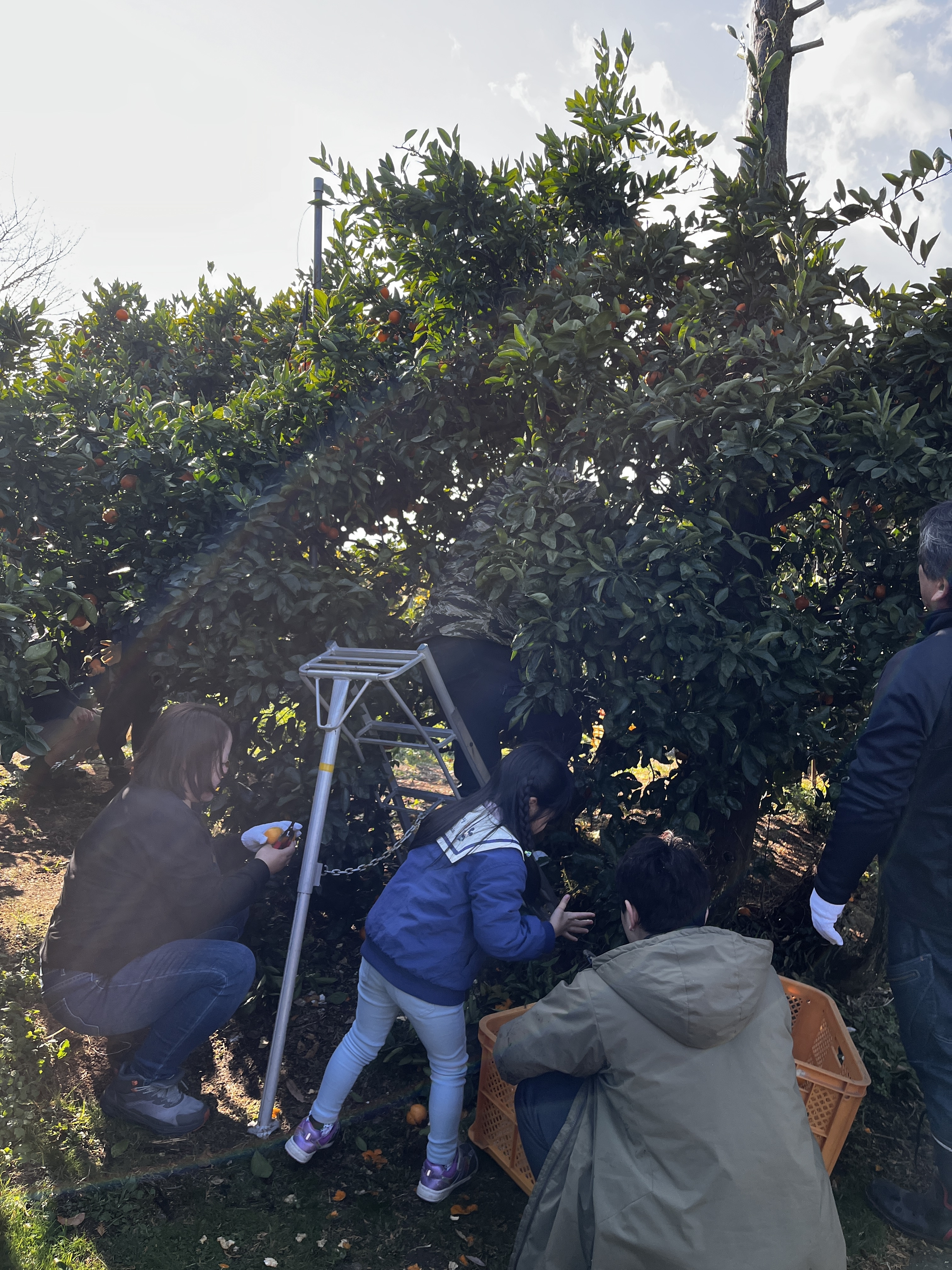 みんなで収穫しています