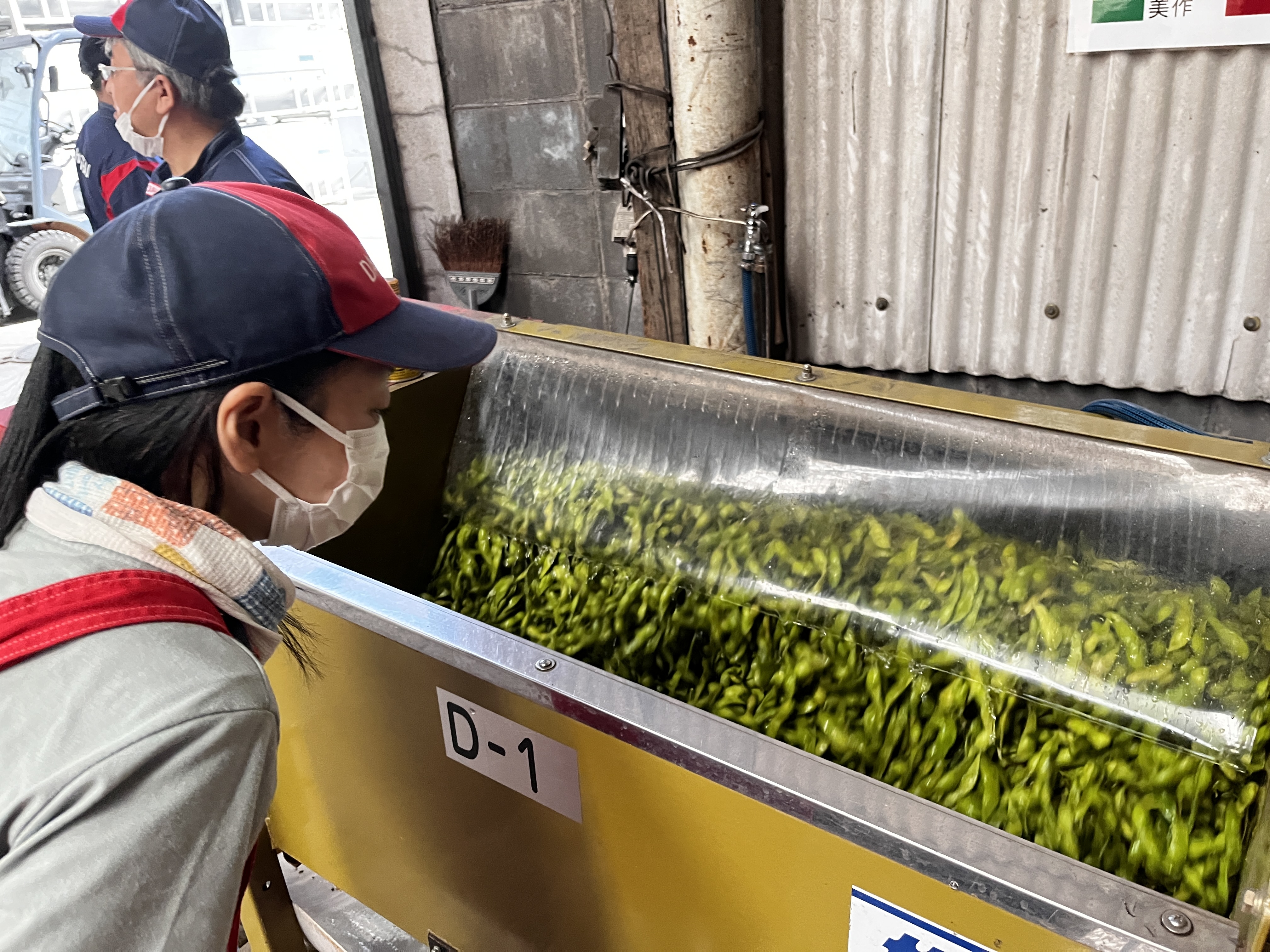 <洗浄工程>大量の豆が洗浄されてます。