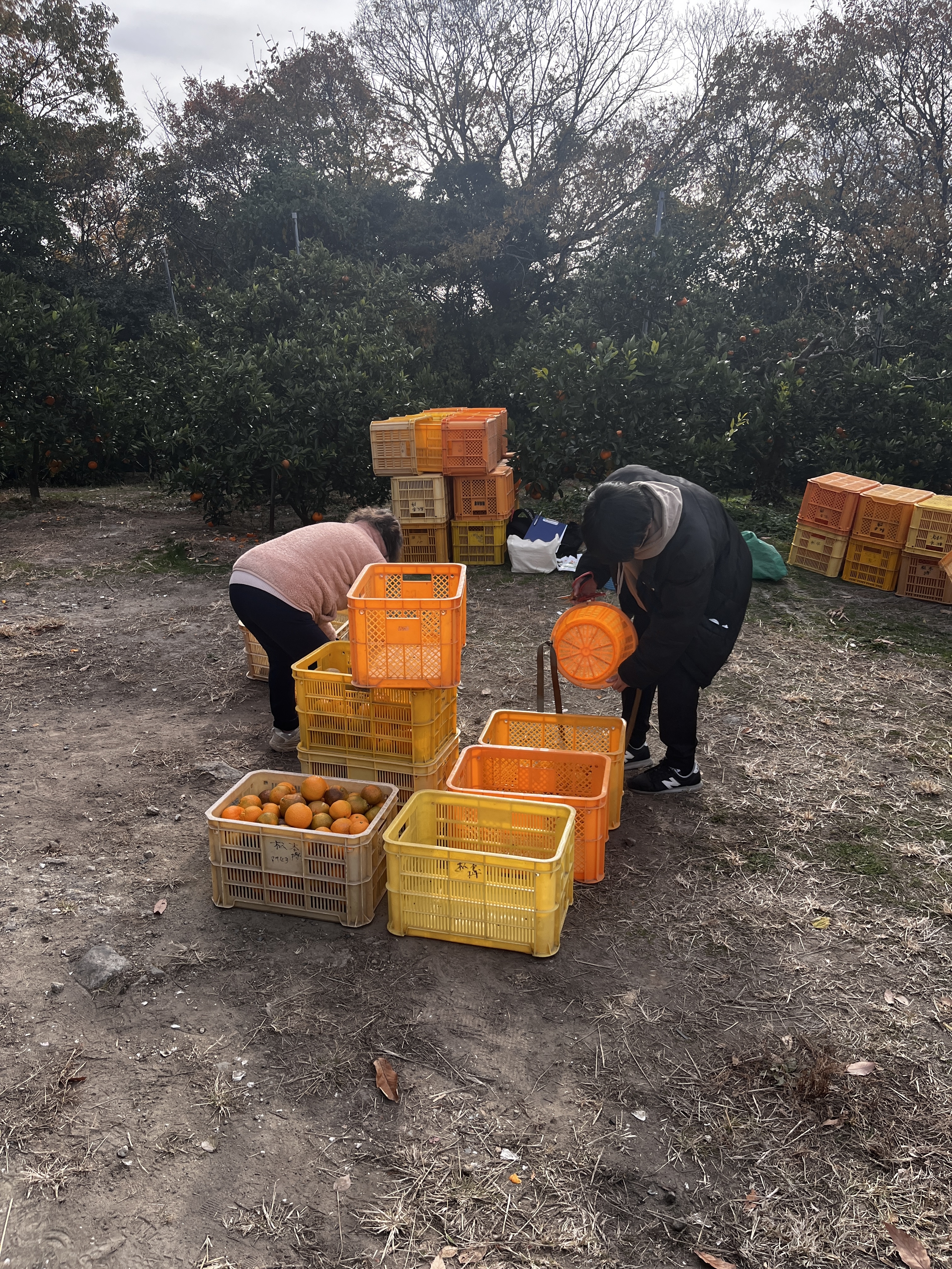 みかんが集まって来ます