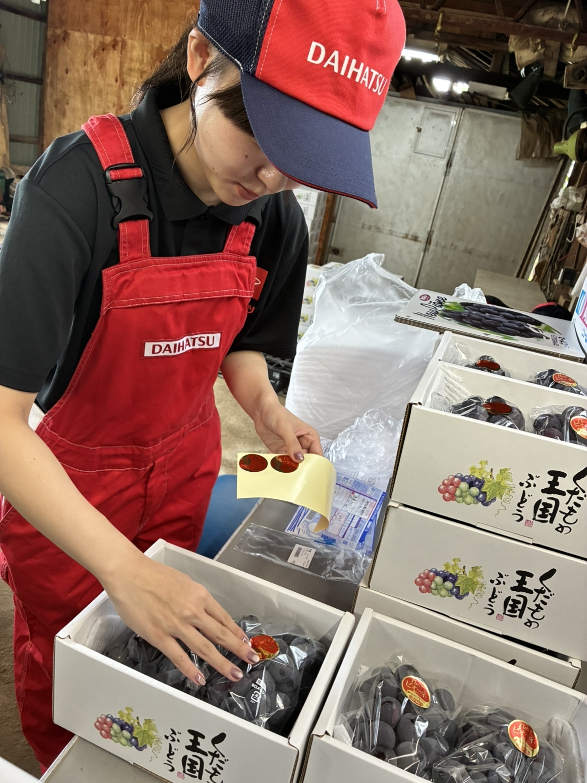贈答用のぶどう。丁寧に扱います