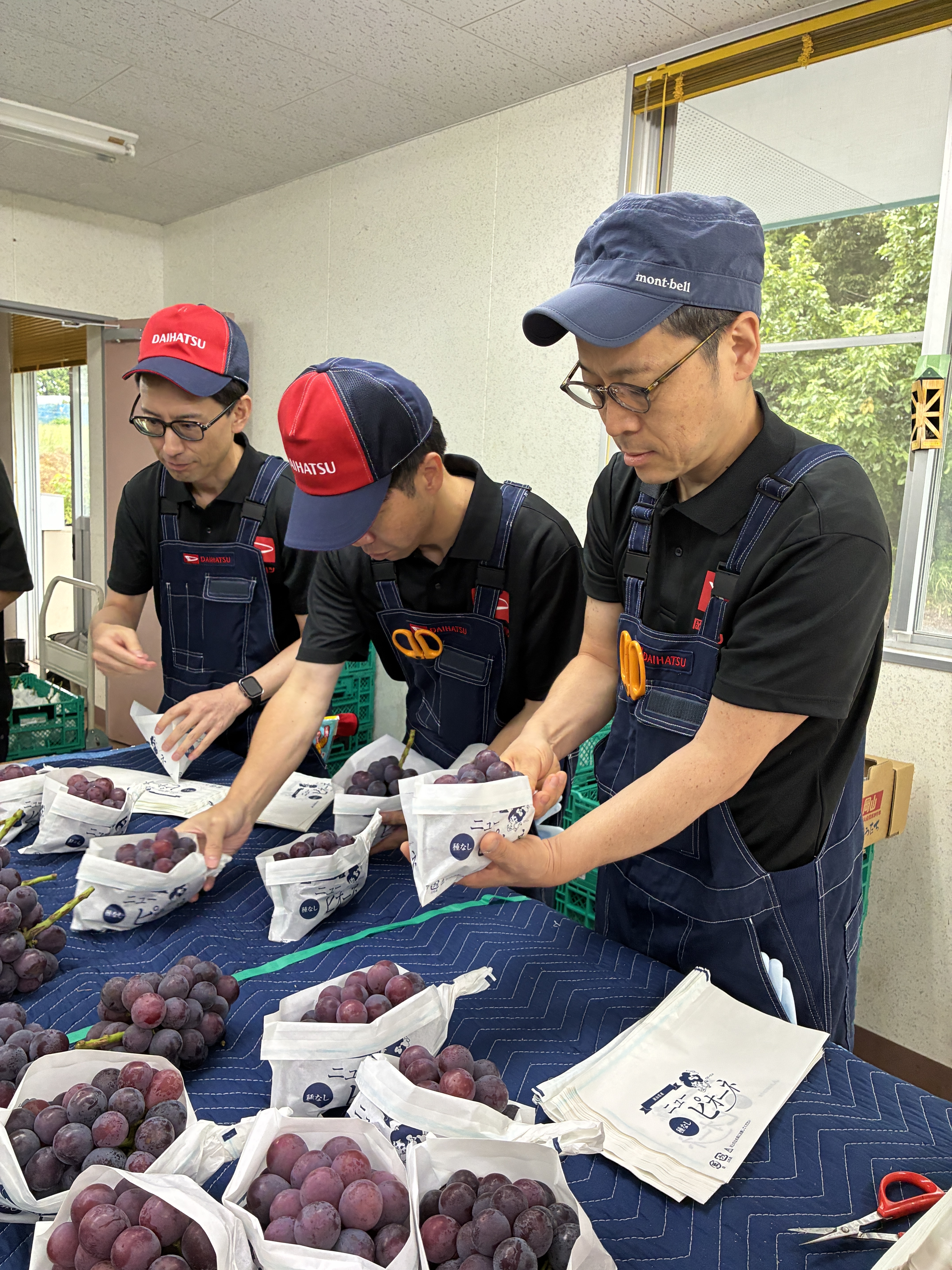 大きな房は袋からはみ出そうです