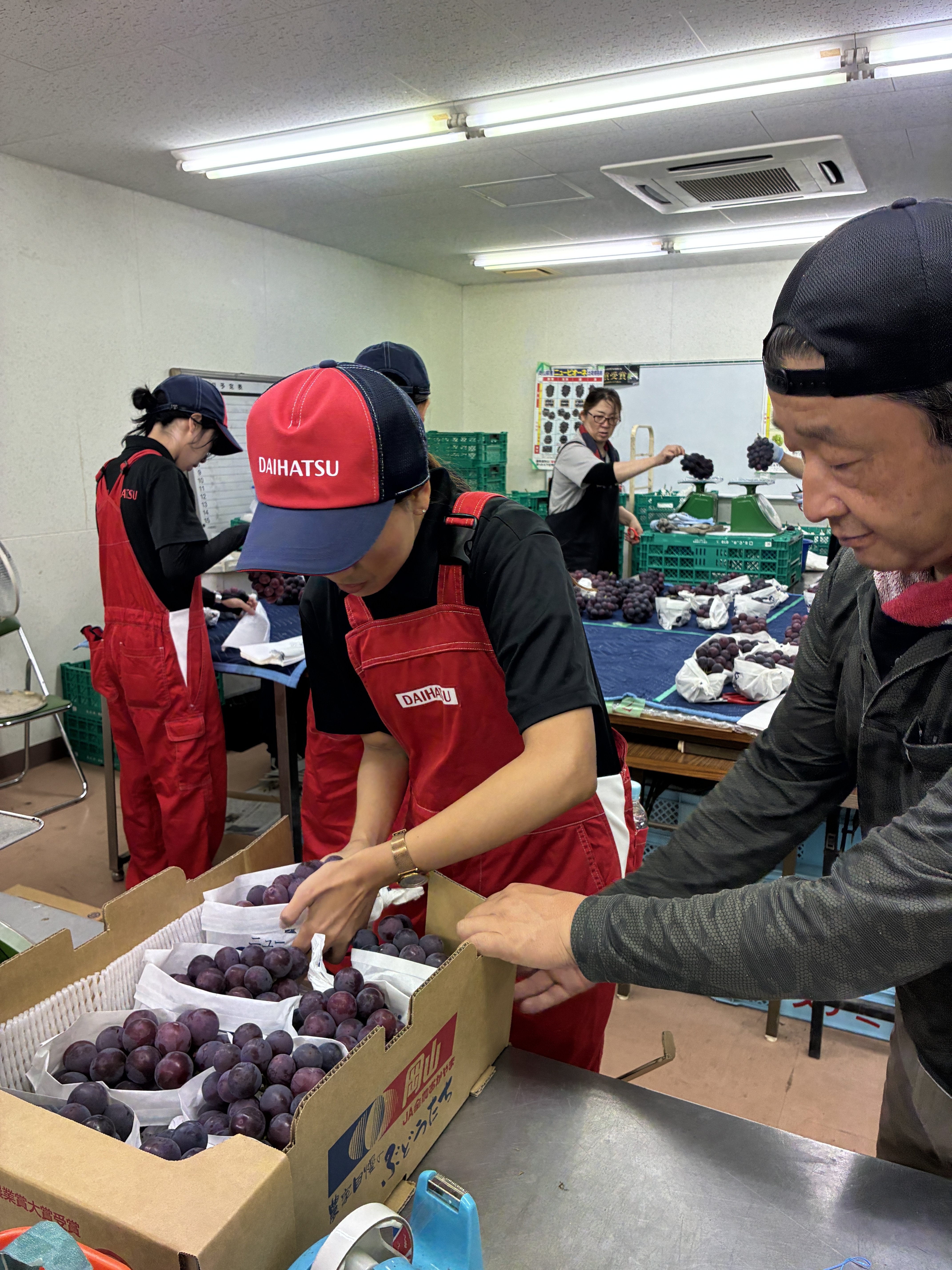 ８袋ずつ箱に詰めます。最後「ギュッと押し込んで」と言われましたが・・・