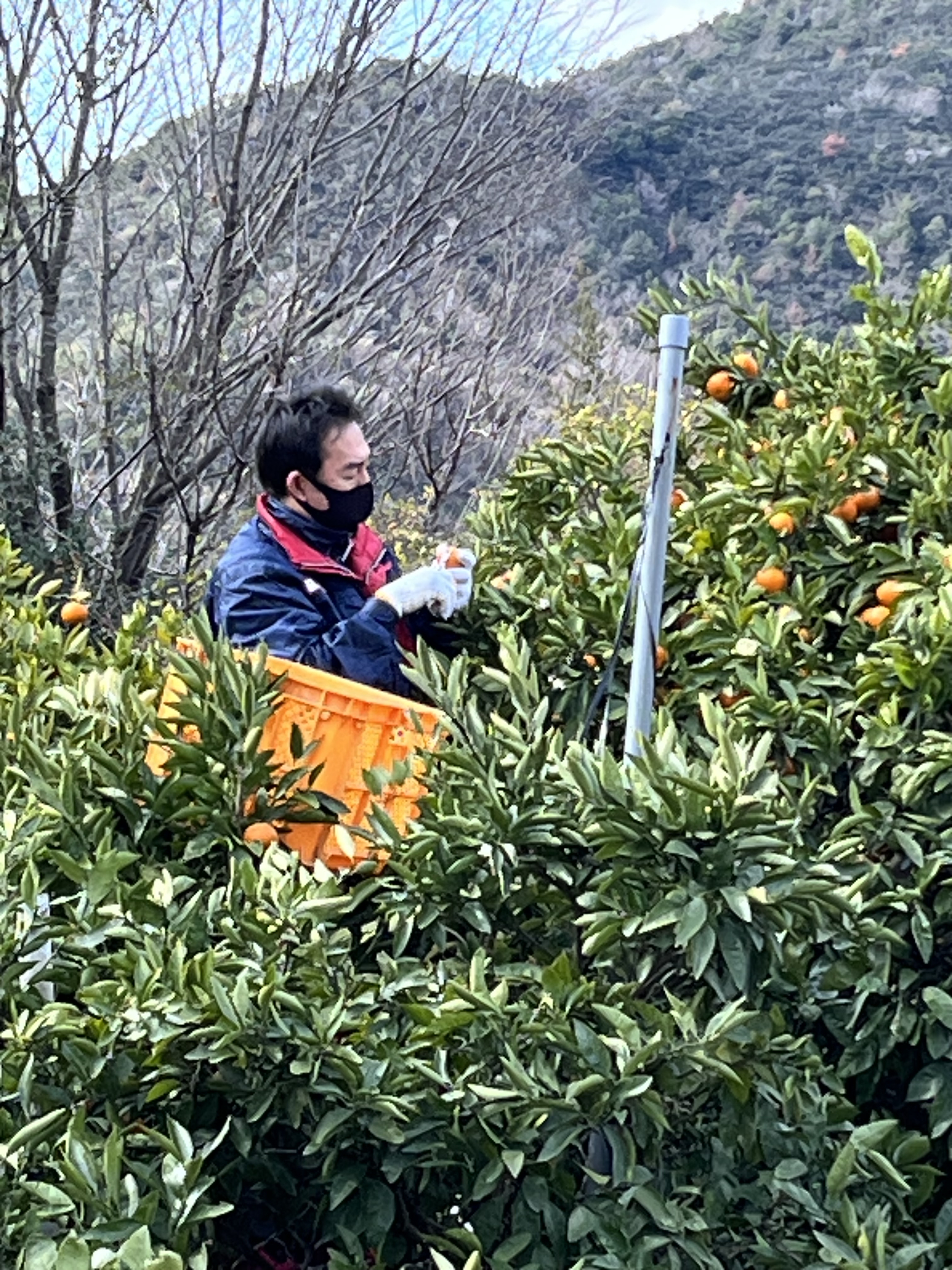 つながる農業：瀬戸内市裳掛地区ミカン収穫応援活動を行いました②