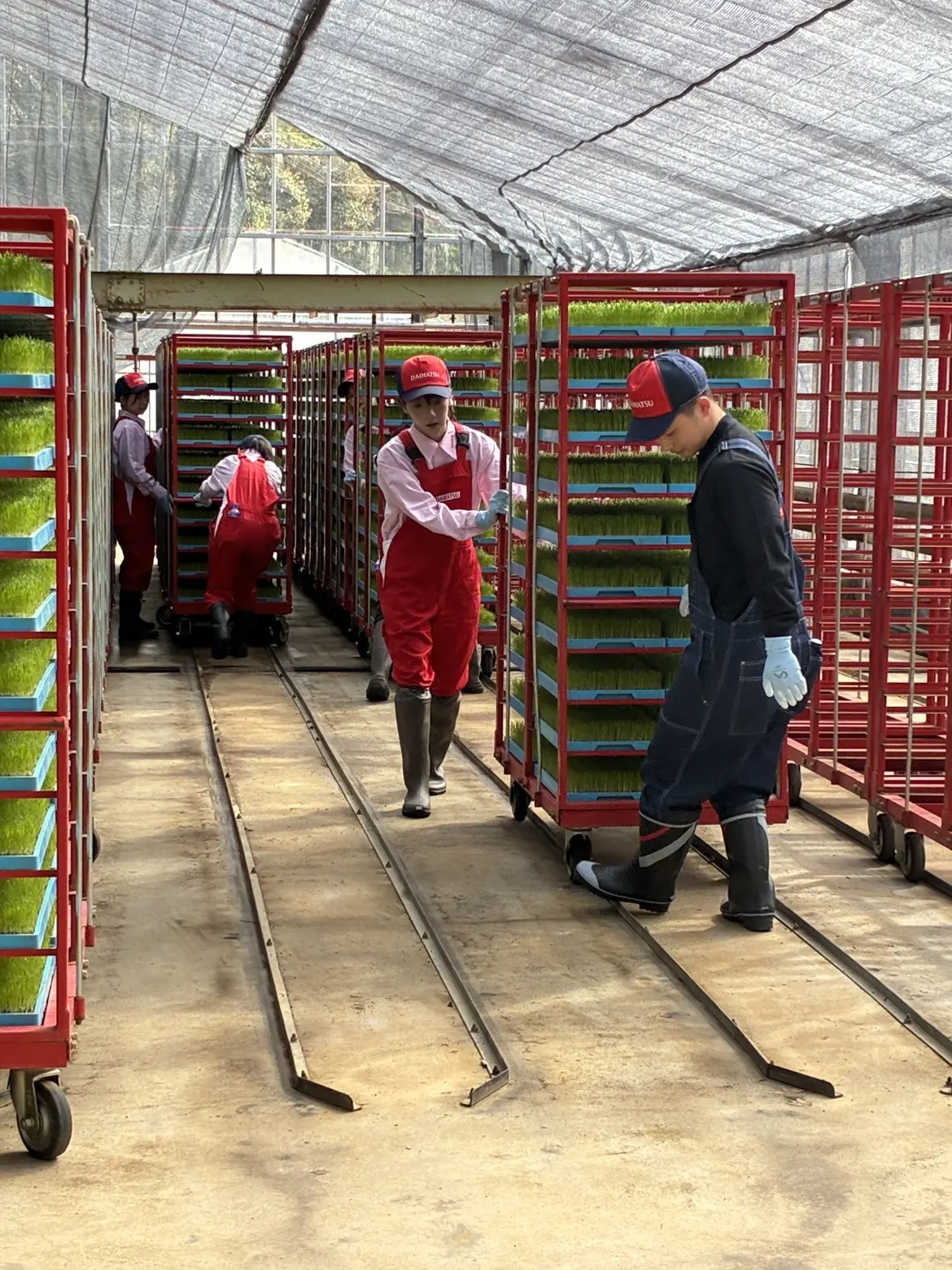 ワゴンに積まれた苗箱。意外と重いです。