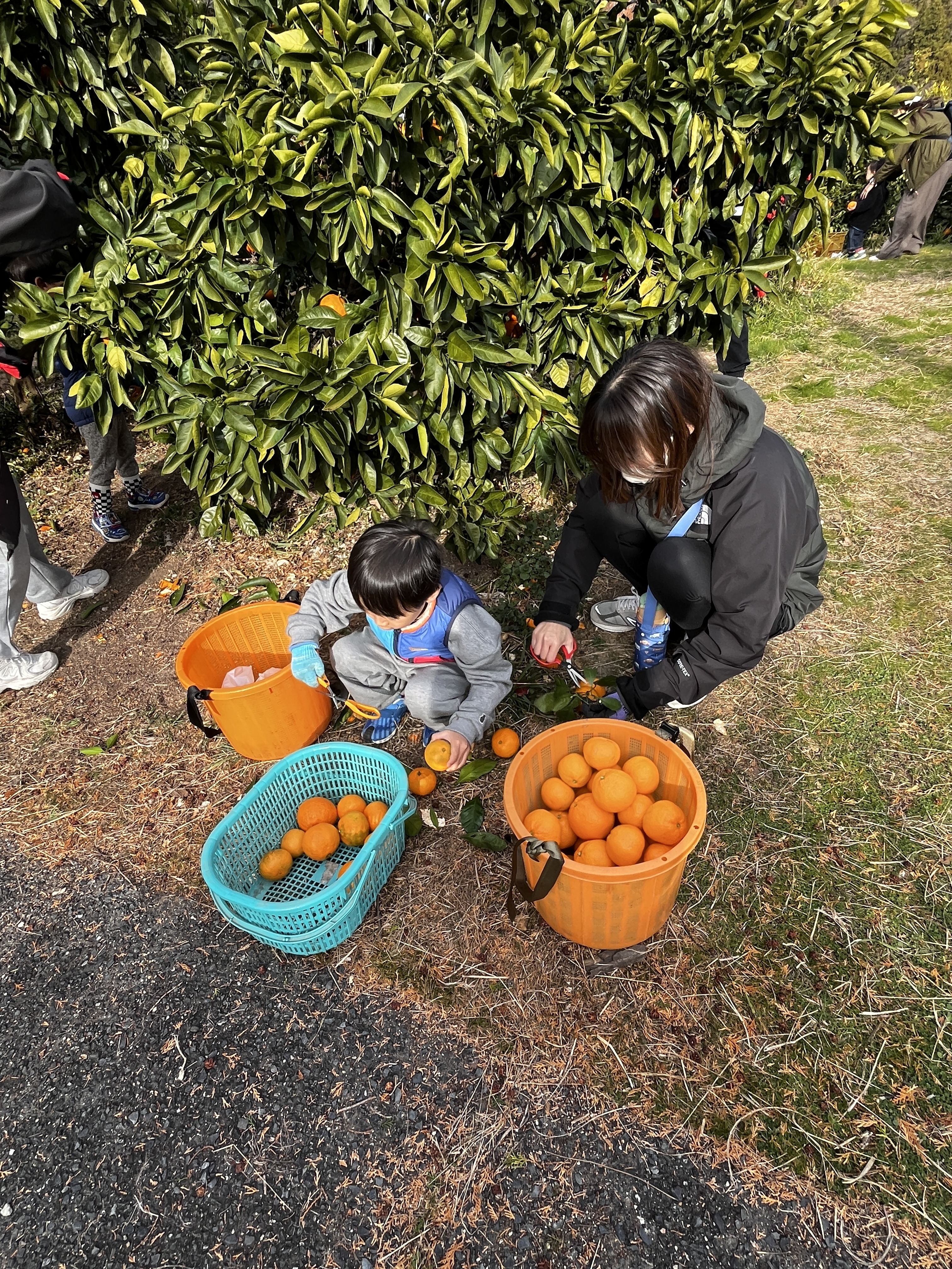 丁寧にヘタを切り取っていきます