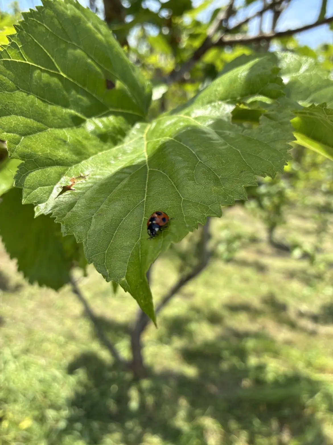 テントウムシが桑の葉に