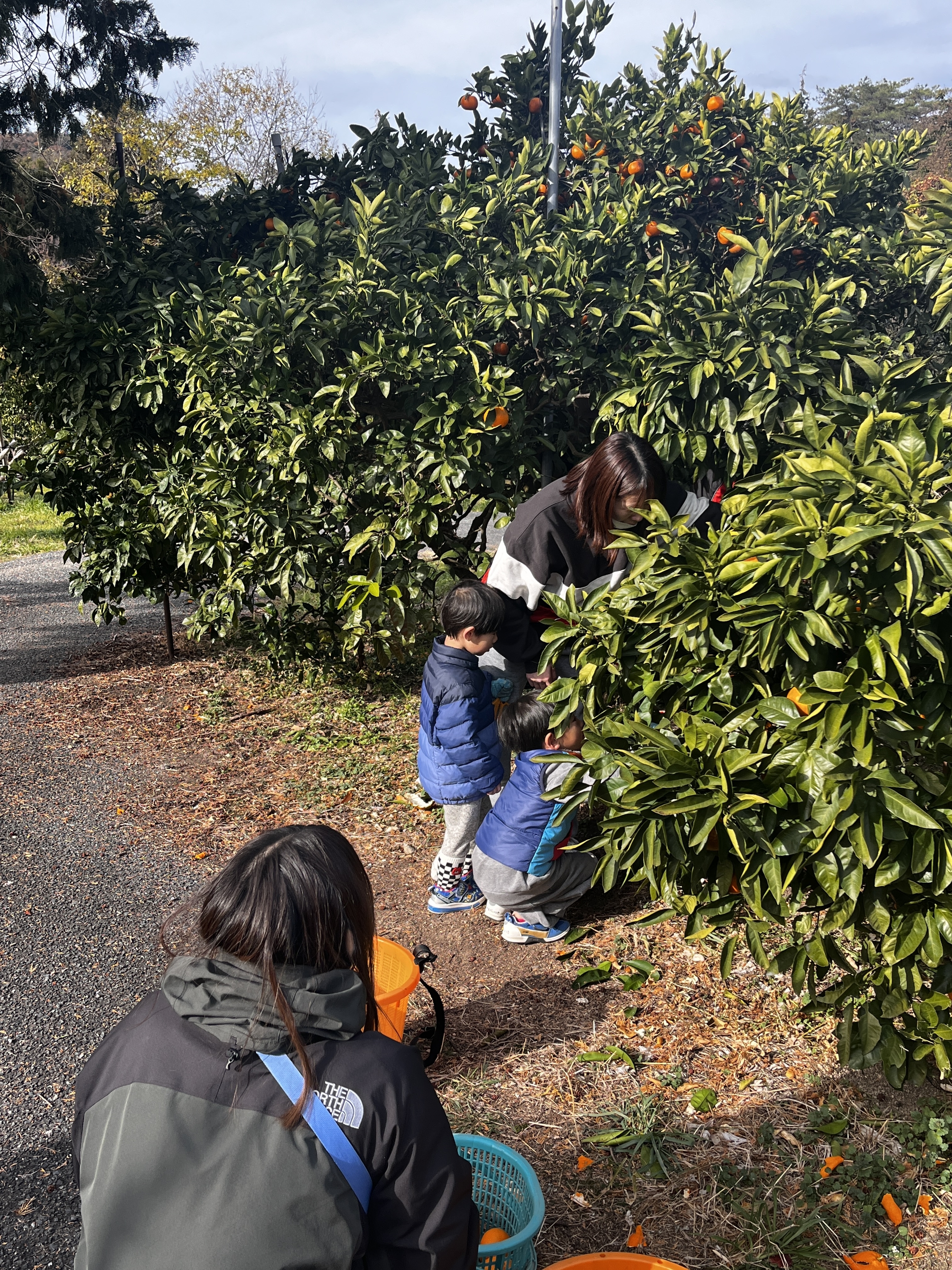 兄弟で低いところの実を協力して収穫