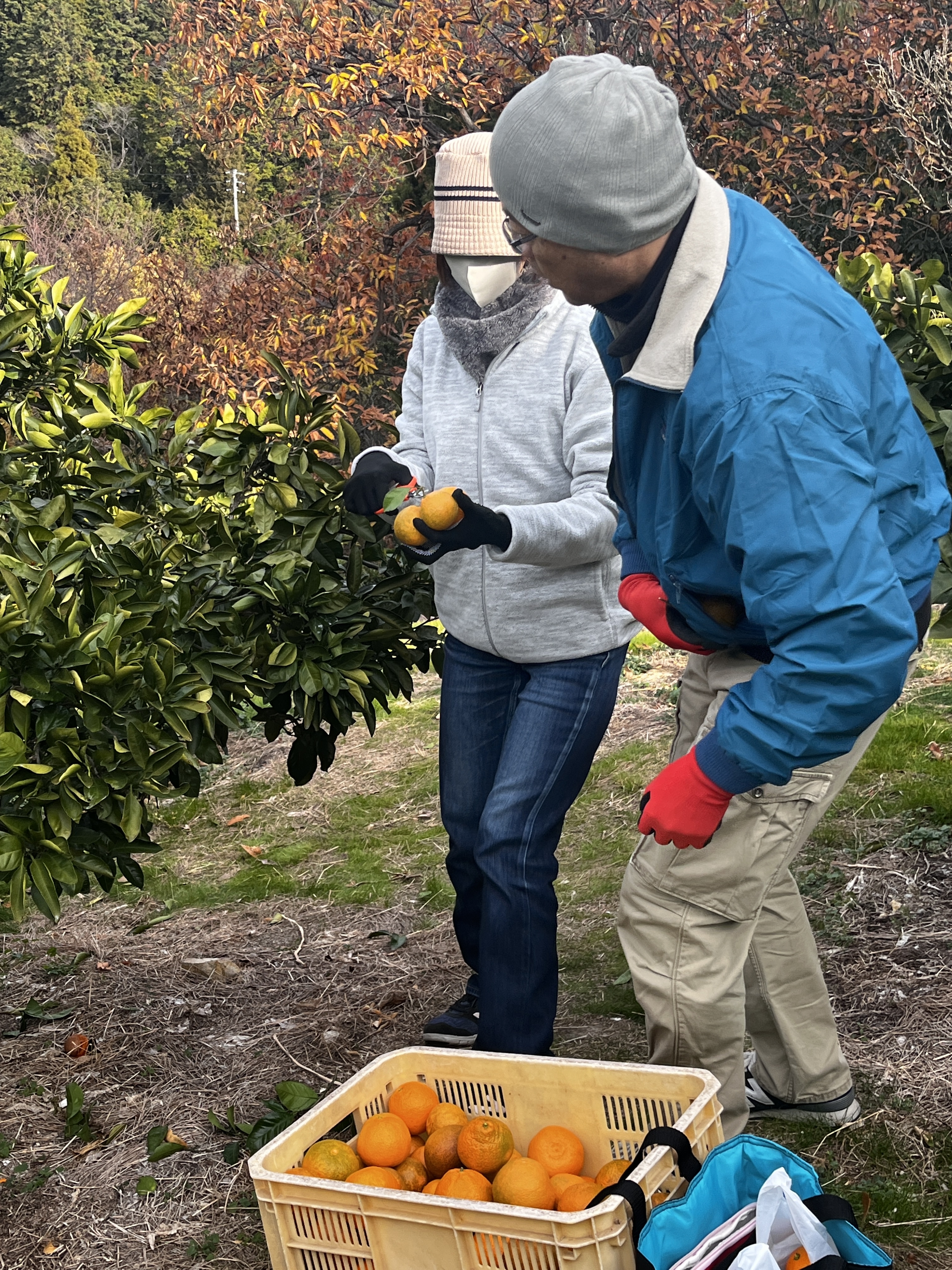 今年は実が大きいですね